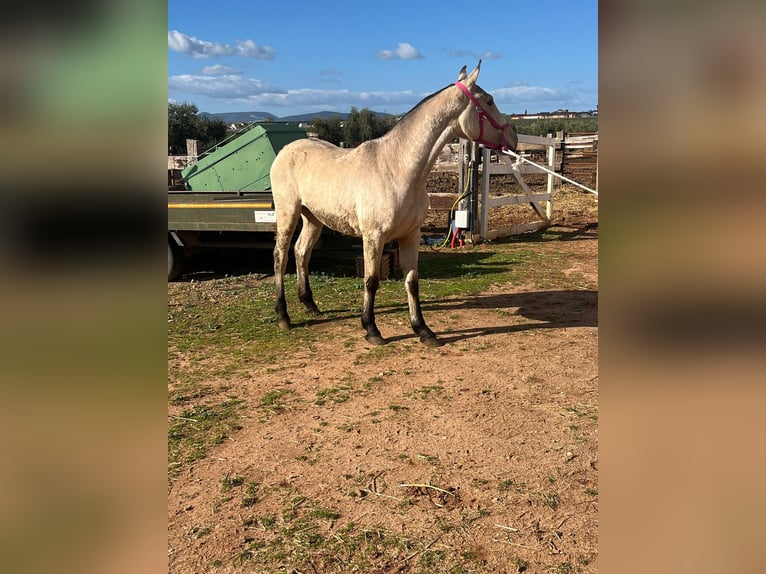 PRE Mare 2 years 14.1 hh Buckskin in Malága