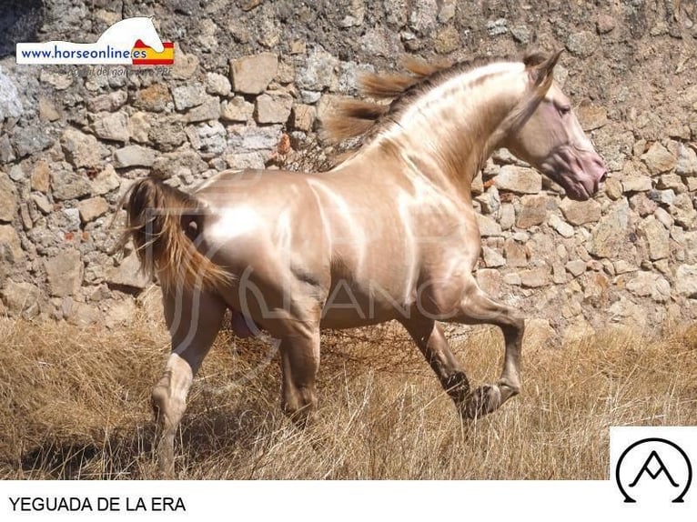 PRE Mix Mare 2 years 14,1 hh Dun in Sevilla