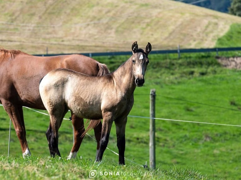 PRE Mix Mare 2 years 14,1 hh Dun in Sevilla