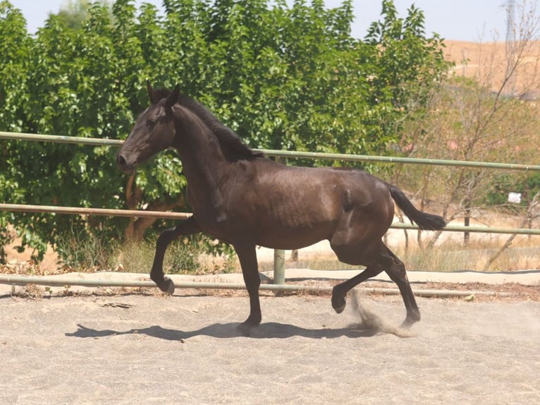 PRE Mix Mare 2 years 14.2 hh Black in Navas Del Madroño