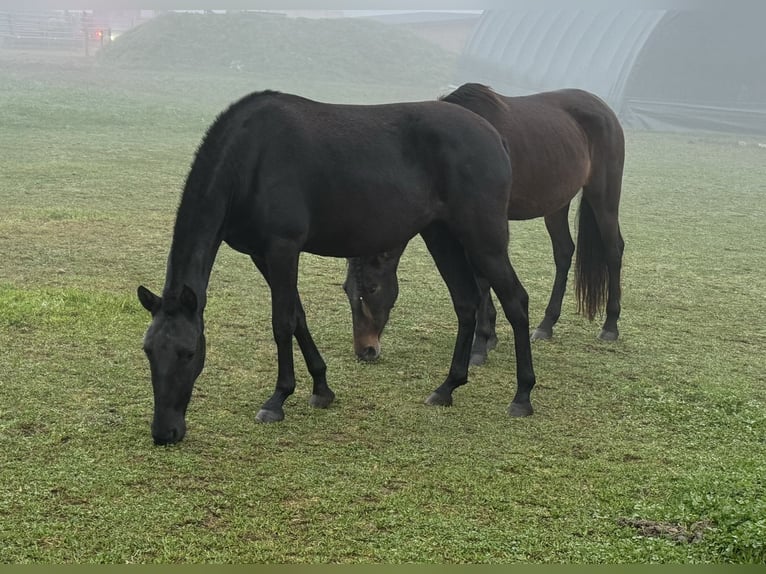 PRE Mix Mare 2 years 14,2 hh Black in Daleiden