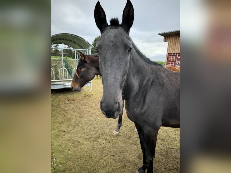 PRE Mix Mare 2 years 14,2 hh Black in Daleiden