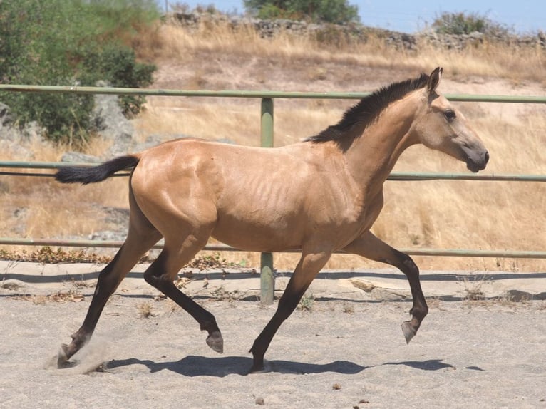 PRE Mix Mare 2 years 14.2 hh Dun in Navas Del Madroño