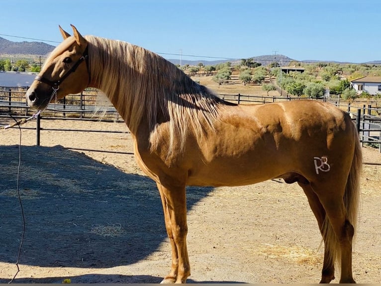 PRE Mix Mare 2 years 14,2 hh Palomino in Valencia