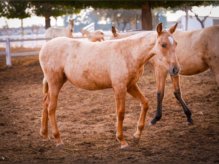 PRE Mix Mare 2 years 14,2 hh Palomino in Valencia