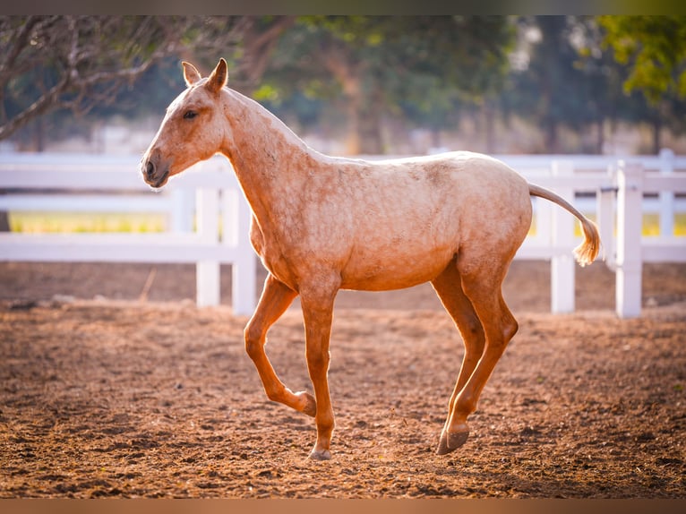 PRE Mix Mare 2 years 14,2 hh Palomino in Valencia