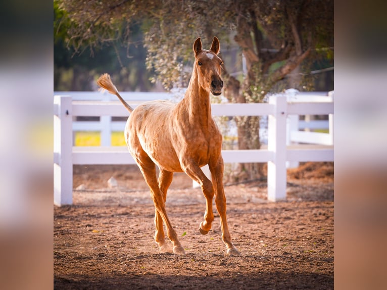 PRE Mix Mare 2 years 14,2 hh Palomino in Valencia