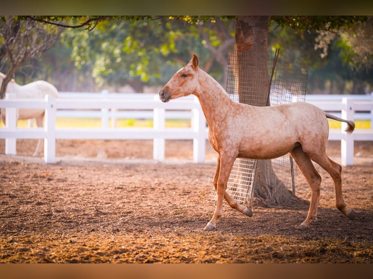 PRE Mix Mare 2 years 14,2 hh Palomino in Valencia