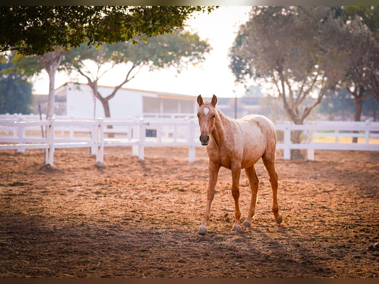 PRE Mix Mare 2 years 14,2 hh Palomino in Valencia