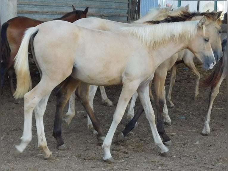 PRE Mare 2 years 14,2 hh Palomino in Rafelguaraf