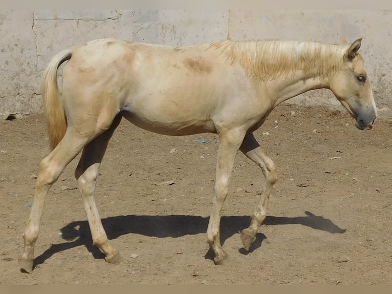 PRE Mare 2 years 14,2 hh Palomino in Rafelguaraf