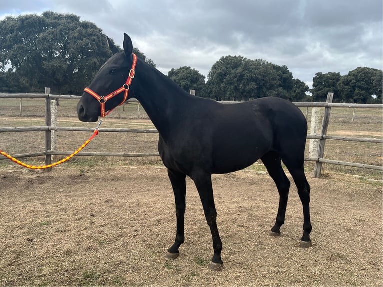 PRE Mare 2 years 14,3 hh Black in La Fuente De San Esteban