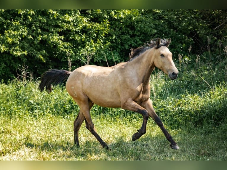 PRE Mare 2 years 14,3 hh Buckskin in Feuchtwangen