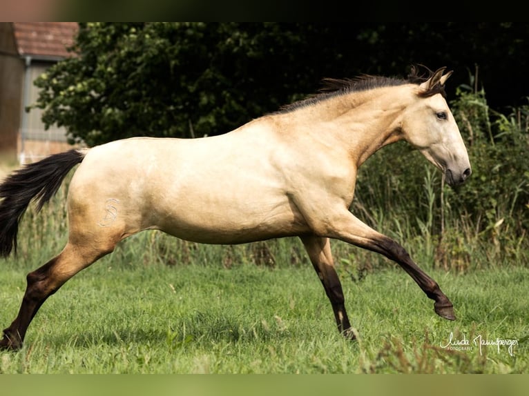 PRE Mare 2 years 14,3 hh Buckskin in Feuchtwangen