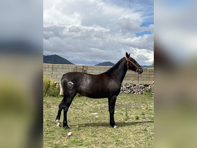 PRE Mix Mare 2 years 14,3 hh Gray-Dapple in El Barco De Avila