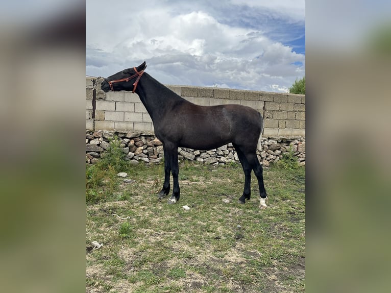 PRE Mix Mare 2 years 14,3 hh Gray-Dapple in El Barco De Avila