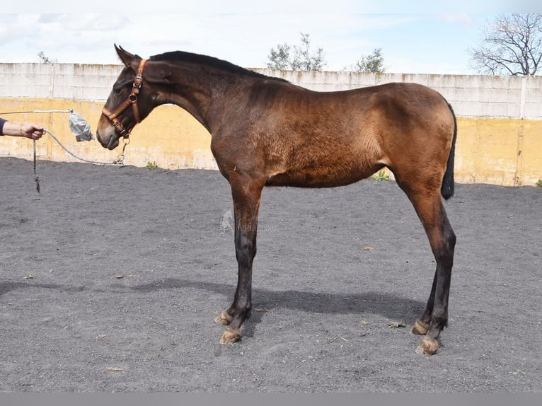 PRE Mare 2 years 14,1 hh Dun in Provinz Granada