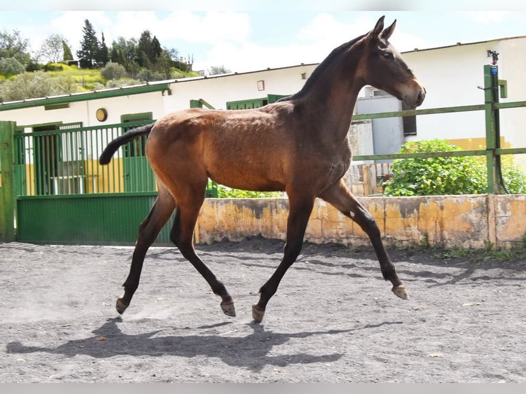 PRE Mare 2 years 14,1 hh Dun in Provinz Granada