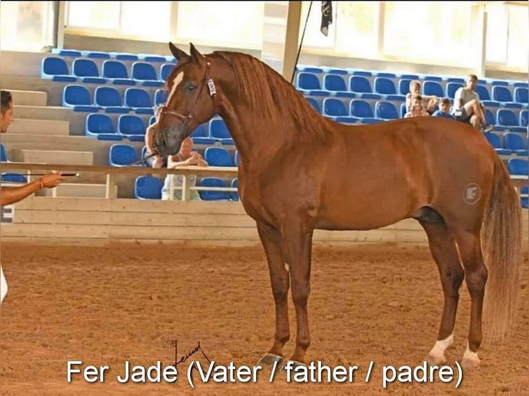 PRE Mare 2 years 14,2 hh Chestnut-Red in Provinz Granada