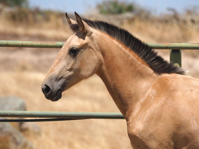 PRE Mix Mare 2 years 14,2 hh Dun in Navas Del Madroño