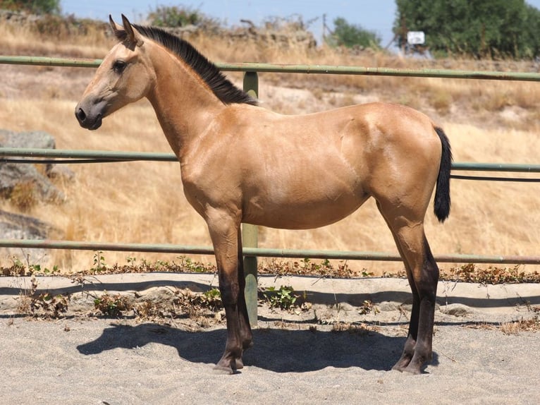 PRE Mix Mare 2 years 14,2 hh Dun in Navas Del Madroño