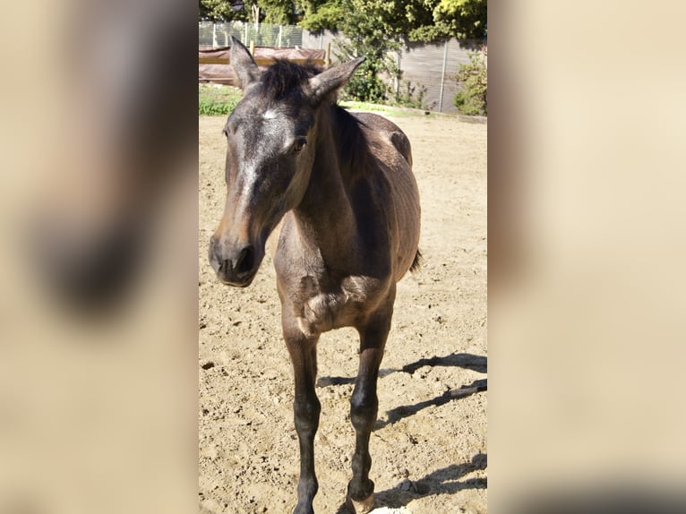 PRE Mix Mare 2 years 14,2 hh Grey in Tarifa