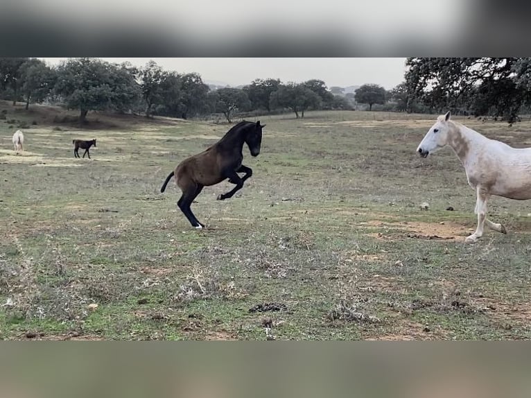 PRE Mix Mare 2 years 14,2 hh Grey in Tarifa