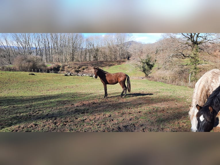 PRE Mare 2 years 15.1 hh Bay-Dark in Etxaide (Baztan)