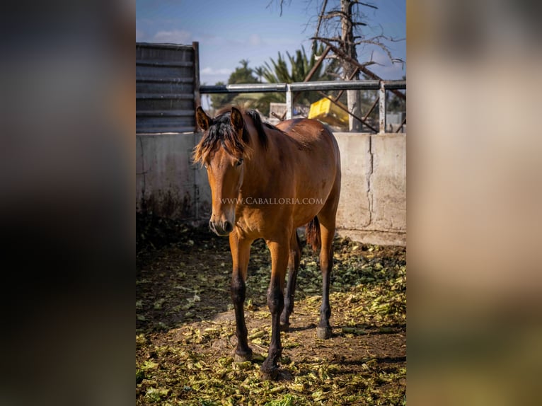 PRE Mare 2 years 15,1 hh Brown in Valencia