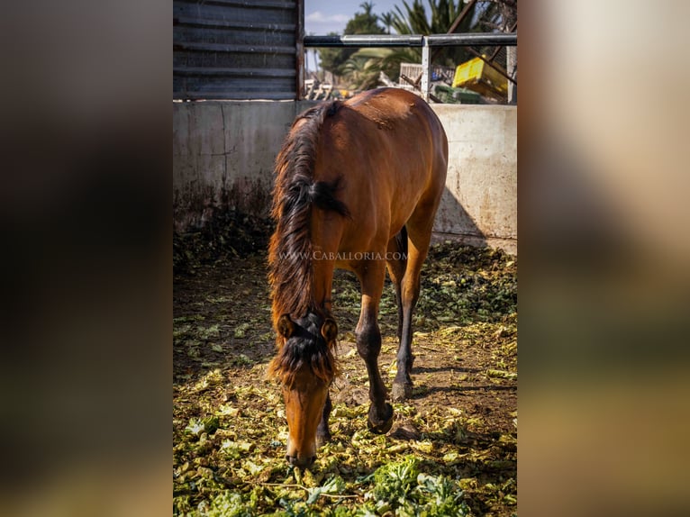 PRE Mare 2 years 15,1 hh Brown in Valencia