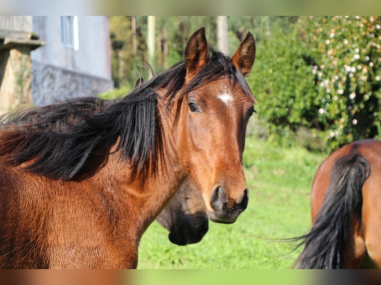 PRE Mare 2 years 15,1 hh Brown in Ortigueira