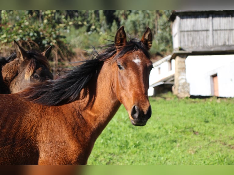 PRE Mare 2 years 15,1 hh Brown in Ortigueira