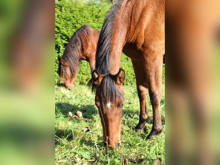 PRE Mare 2 years 15,1 hh Brown in Ortigueira