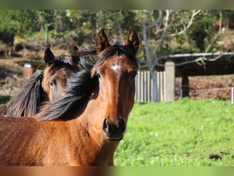 PRE Mare 2 years 15,1 hh Brown in Ortigueira