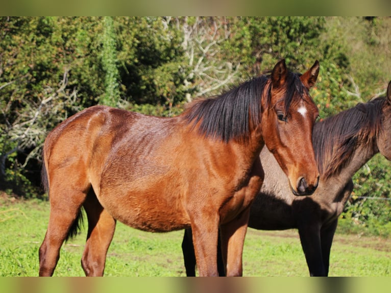 PRE Mare 2 years 15,1 hh Brown in Ortigueira