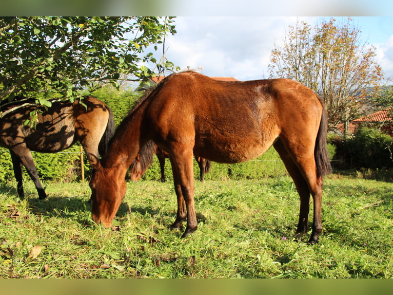 PRE Mare 2 years 15,1 hh Brown in Ortigueira