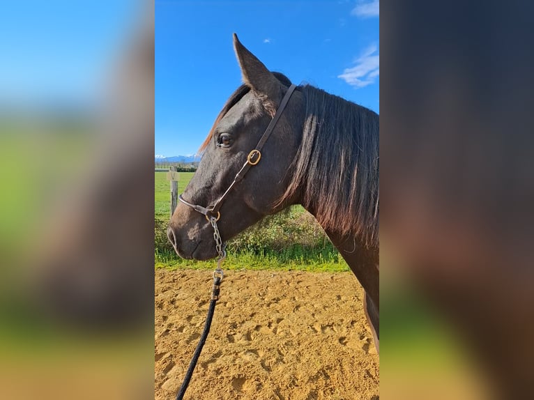 PRE Mix Mare 2 years 15.1 hh Brown Falb mold in Duffort