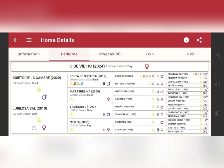 PRE Mix Mare 2 years 15.1 hh Brown Falb mold in Duffort