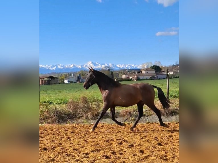 PRE Mix Mare 2 years 15.1 hh Brown Falb mold in Duffort