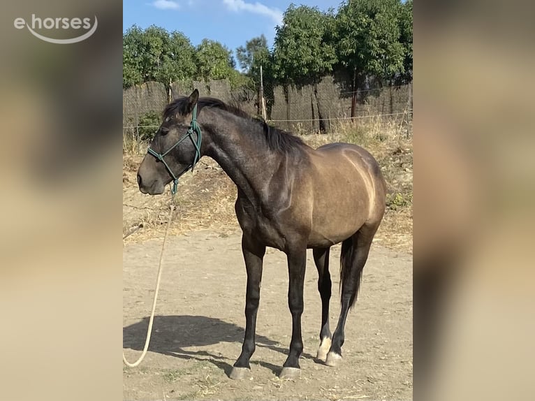 PRE Mare 2 years 15.1 hh Grey in Tarifa