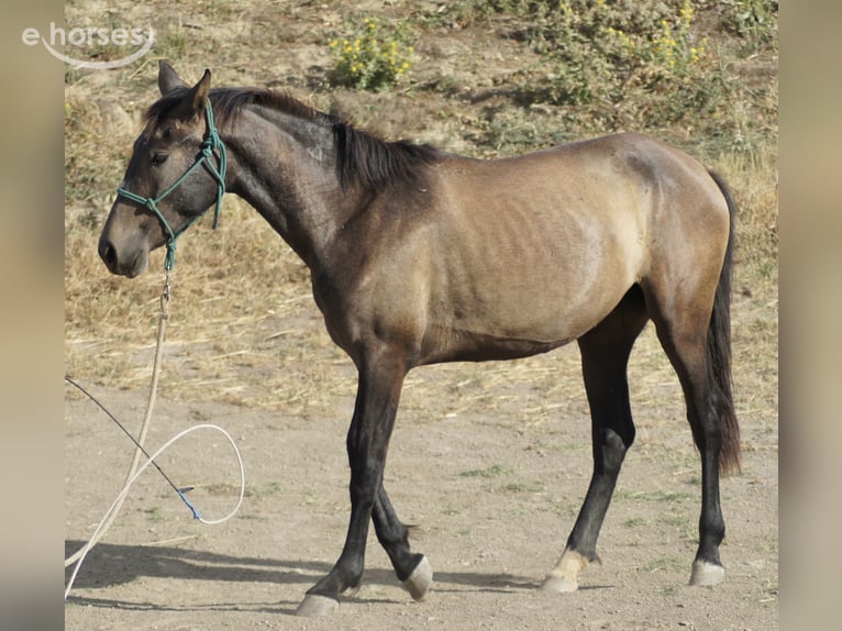 PRE Mare 2 years 15.1 hh Grey in Tarifa