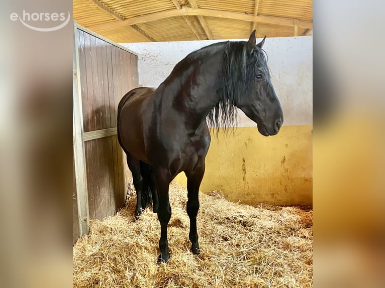 PRE Mare 2 years 15.1 hh Grey in Tarifa