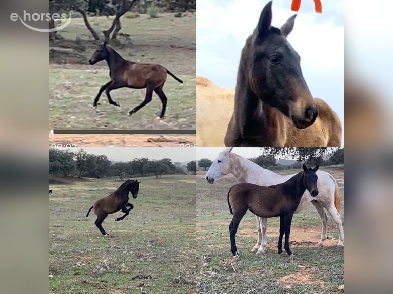 PRE Mare 2 years 15.1 hh Grey in Tarifa