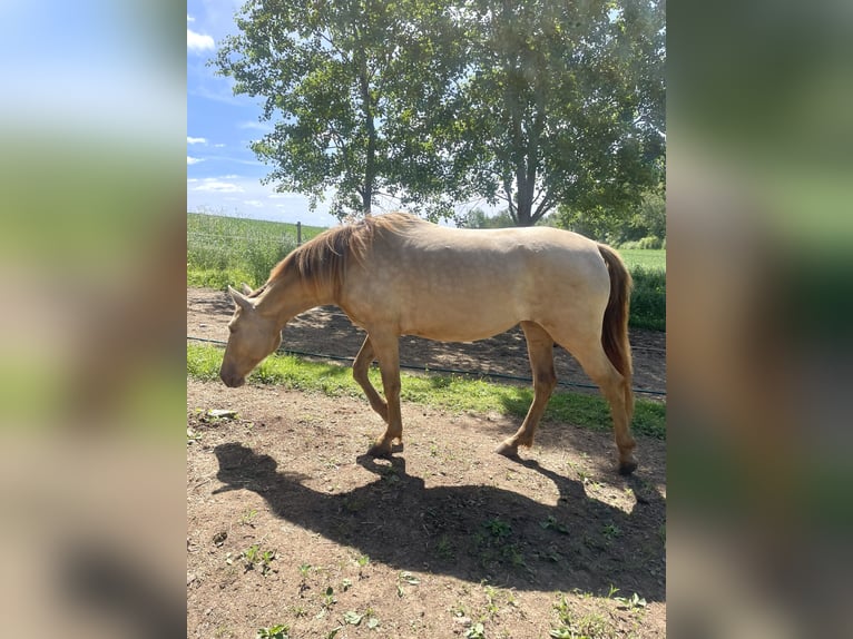 PRE Mix Mare 2 years 15,1 hh Pearl in Växjö