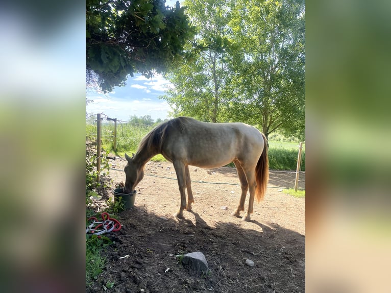 PRE Mix Mare 2 years 15,1 hh Pearl in Växjö