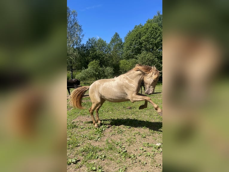 PRE Mix Mare 2 years 15,1 hh Pearl in Växjö