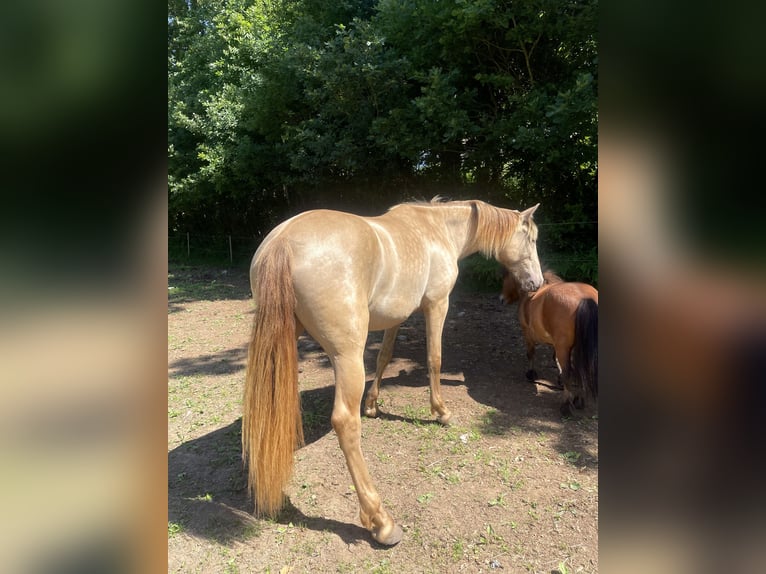 PRE Mix Mare 2 years 15,1 hh Pearl in Växjö