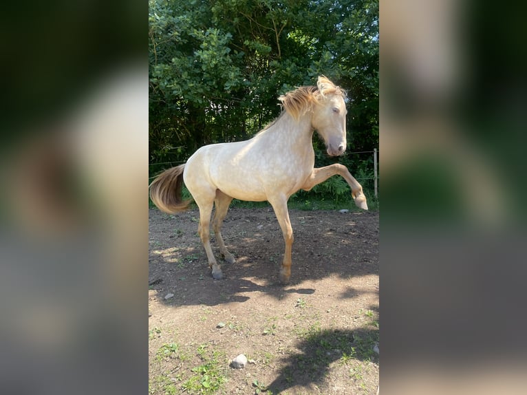 PRE Mix Mare 2 years 15,1 hh Pearl in Växjö