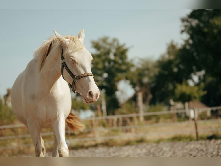 PRE Mare 2 years 15,1 hh Perlino in Bourtange