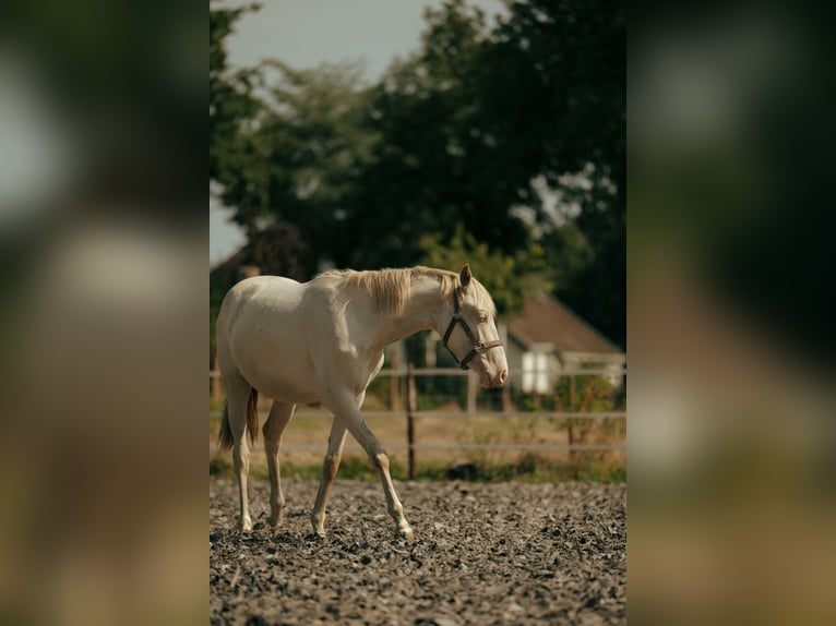 PRE Mare 2 years 15,1 hh Perlino in Bourtange